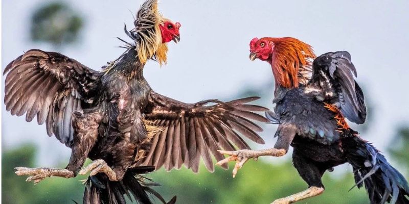 Mẹo nhỏ thành công trong đá gà là biết chọn thời điểm vàng