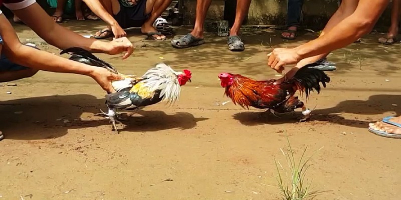 Cược thủ nên bôi nghệ cho gà chiến của mình trước khi vào trận đấu